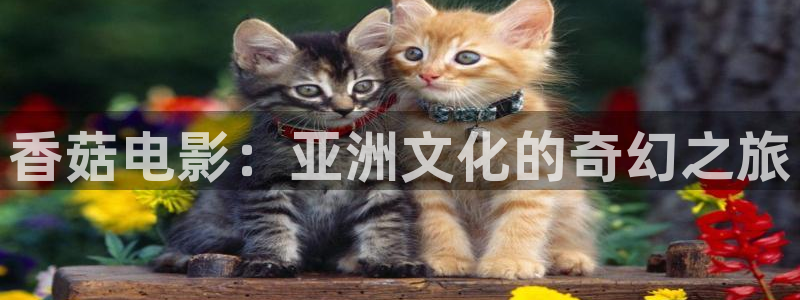 泡泡影视影视：香菇电影：亚洲文化的奇幻之旅